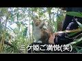 父の迎えは嬉しいけど山から帰りたくない娘猫