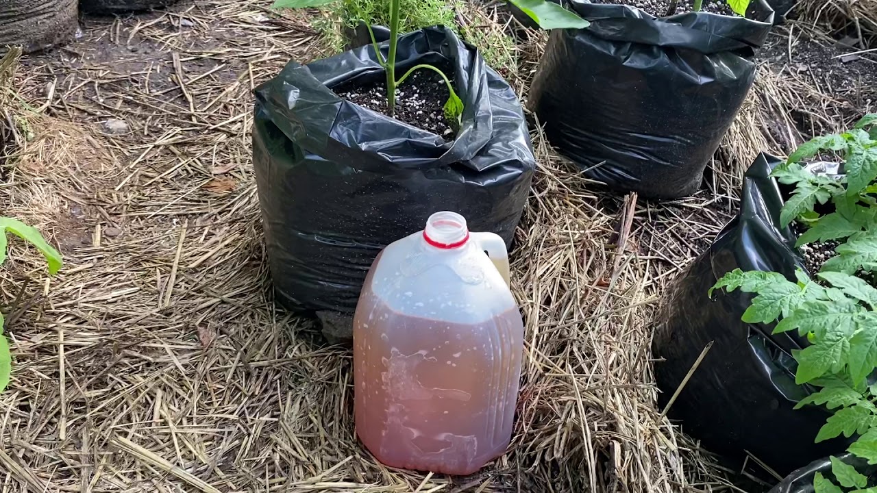 tobacco water insecticide for a Works great in your garden but beware including ants Martin's Viper Insecticide Concentrate