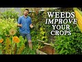 Why i stopped weeding the garden  the best weed control tip