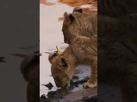 वीडियो: पालतू पशु स्कूप: शेर शावक 