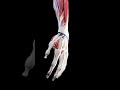 Animated anatomy of your hand #meded #anatomy #3dmodel
