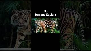 En Tehlikeli 5 Kaplan Türü