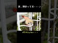 大丈夫そ・・・？【えびの天使ちゃん研究レポート】 #shorts