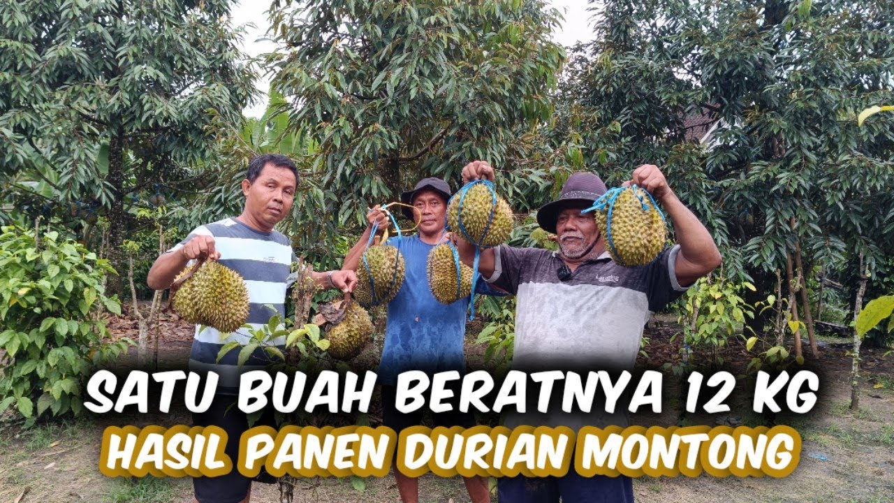 Kita Hitung Hasil Panen Durian Montong Kita‼️Satu Buah Bisa 12 Kilogram