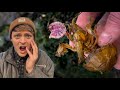 SHRIMP GETS MAD AND PINCHES PARASITE! | 2 Parasite Removals #shorts