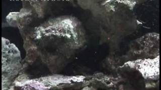 Spawned Lophiocharon lithinostomus