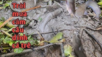 Cắm câu trời mưa cá trê dính quá đã  It