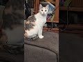 #cat #kitten #comedy #funny