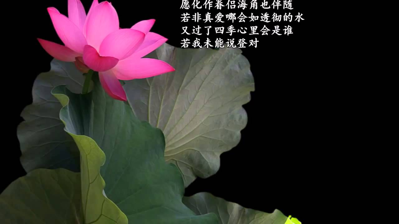 78 荷塘月色（粤语版）~郑源- YouTube