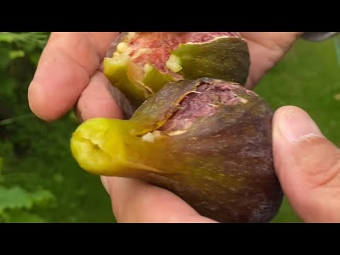 Figs - harvesting