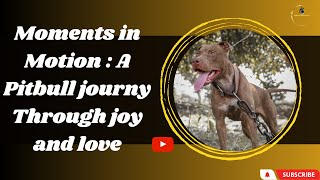 The pitbull: Unbreakable Bonds , Incredible Journey and resilience by Animals World 4k 3,230 views 11 months ago 21 minutes
