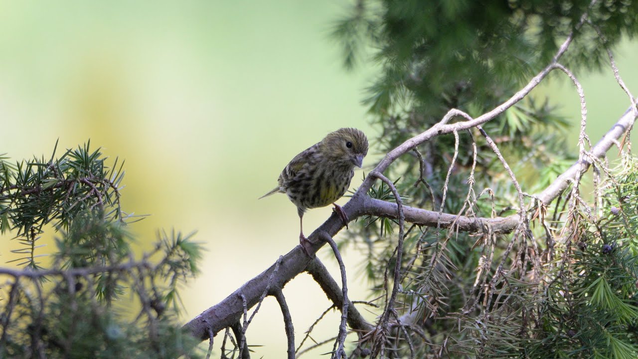 Kulczyki i makolągwy. Serins and linnets