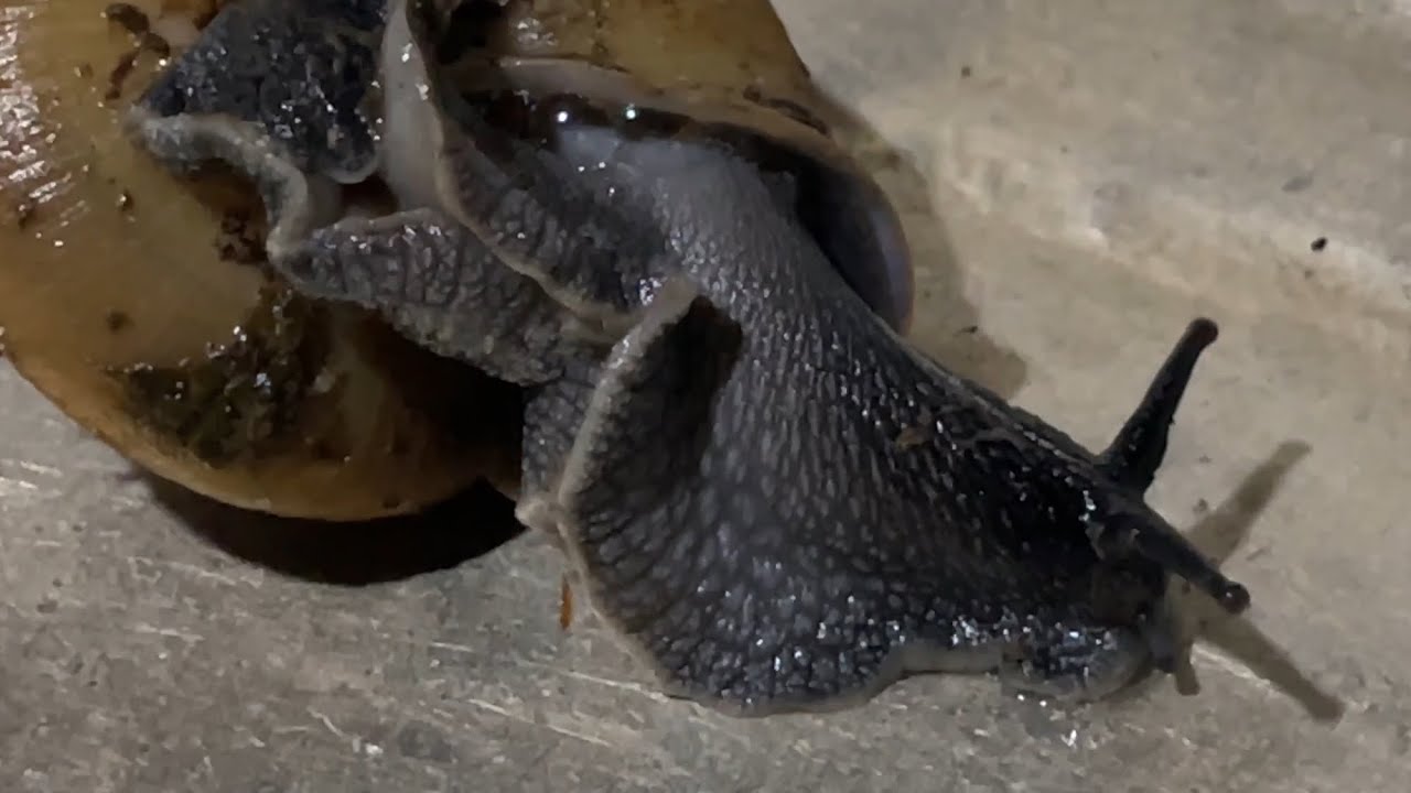 A snail is looking for food.