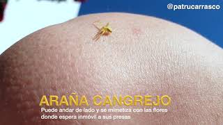 ARAÑA CANGREJO