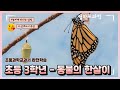 [초등과학교과서 완전학습] 초등 3학년 1학기 3단원! 동물의한살이, 기본과 심화, 연계도서추천, 한살이를 배우는 이유