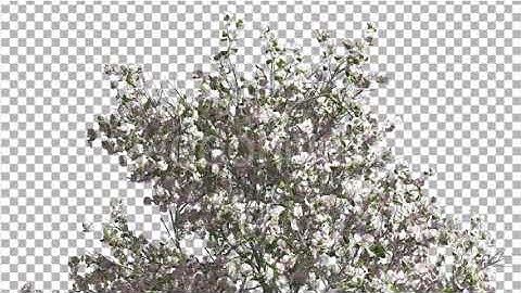Top of Apple Tree Pink Flowers Cut of Chroma Key | Motion Graphics - Envato elements