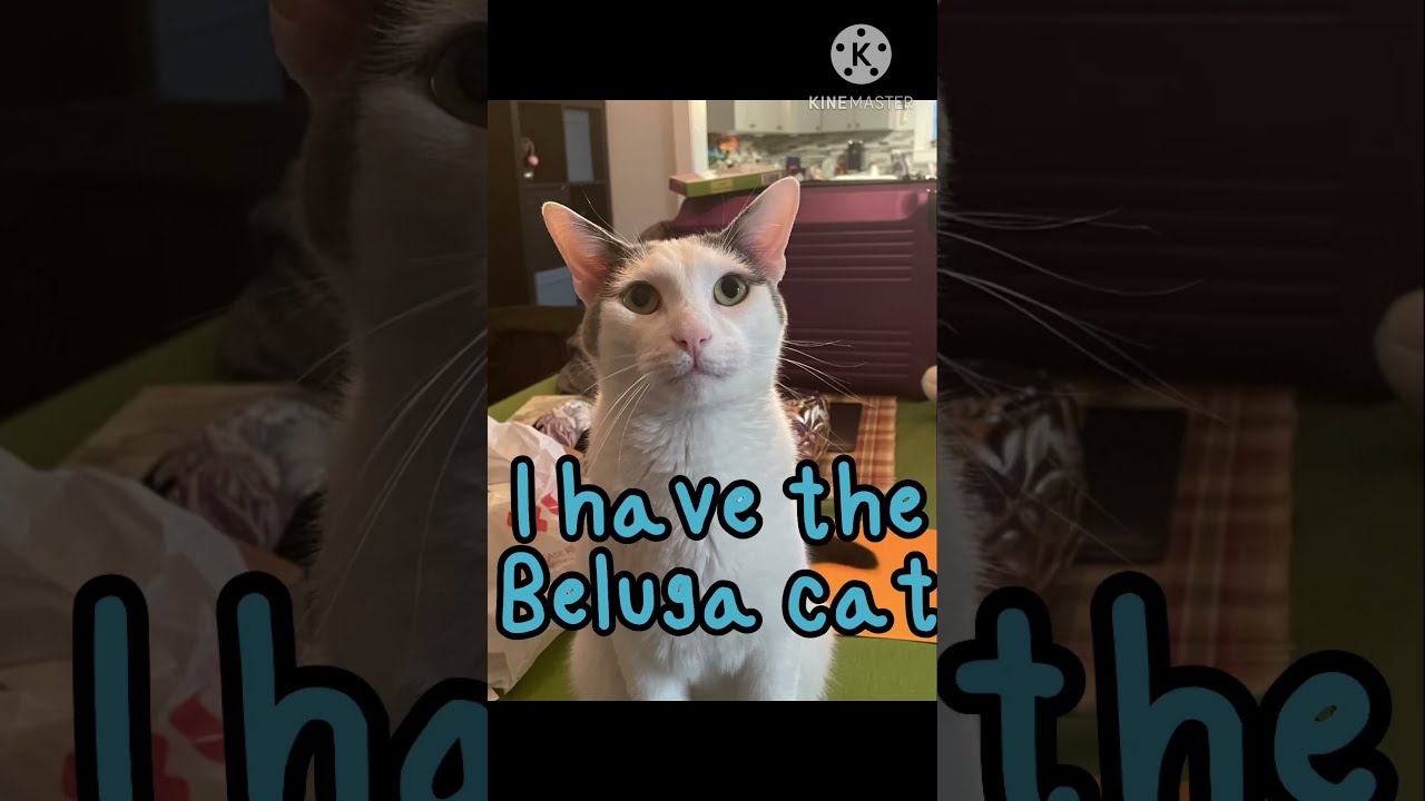 I have the beluga cat #meme #funny #memefunny #beluga #shorts #cat