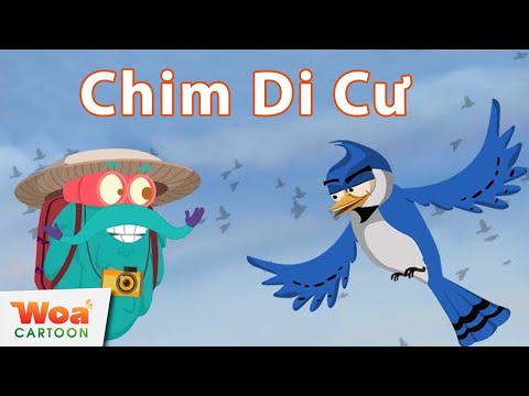 Khám phá bí ẩn về loài chim di cư - Kiến thức thú vị