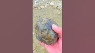 Discovering Fossils: How to Identify Them in Rocks #short #fossil 🦖