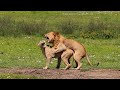 WILDLIFE Big Cats Mating Rate Of Time Male Lions Fight To Mate Female WILDLIFE Big Cats Mating Rate Of Time Male Lions Fight To Mate Female