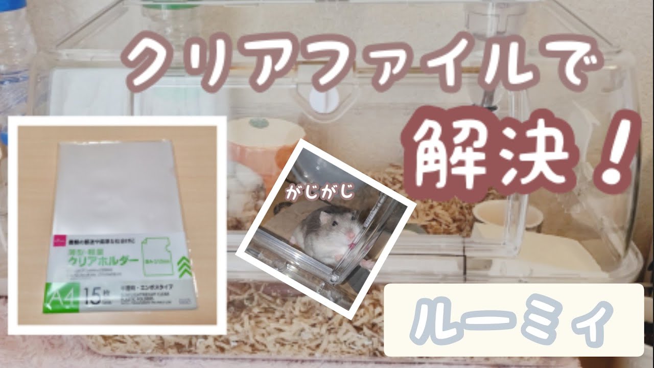 ルーミィ かじる問題をクリアファイルで解決 うちの場合 Youtube