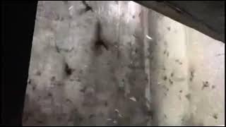 SUARA PANGGIL BURUNG WALET JUTAAN WALET MASUK KE RBW