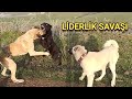 CANE CORSO ARTHUR ZÜMRÜTE SALDIRDI !! - FENA BOĞUŞTULAR !!