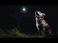 Dog Barking at Night | Realistic Dog Sounds for Background