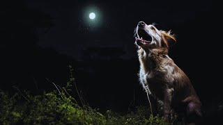 Dog Barking At Night Realistic Dog Sounds For Background