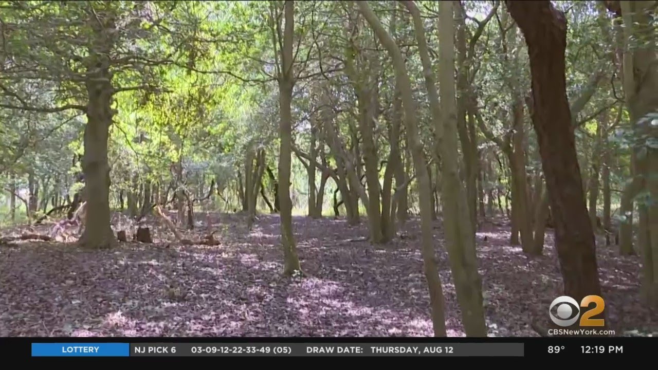 Rare Maritime Forest In Sandy Hook Threatened By Climate Change