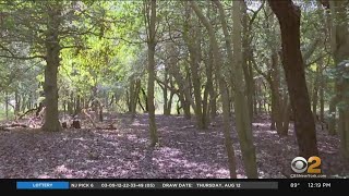 Rare Maritime Forest In Sandy Hook Threatened By Climate Change
