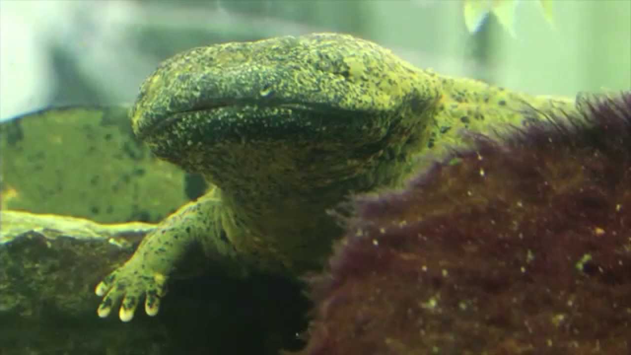 Ozark Hellbender