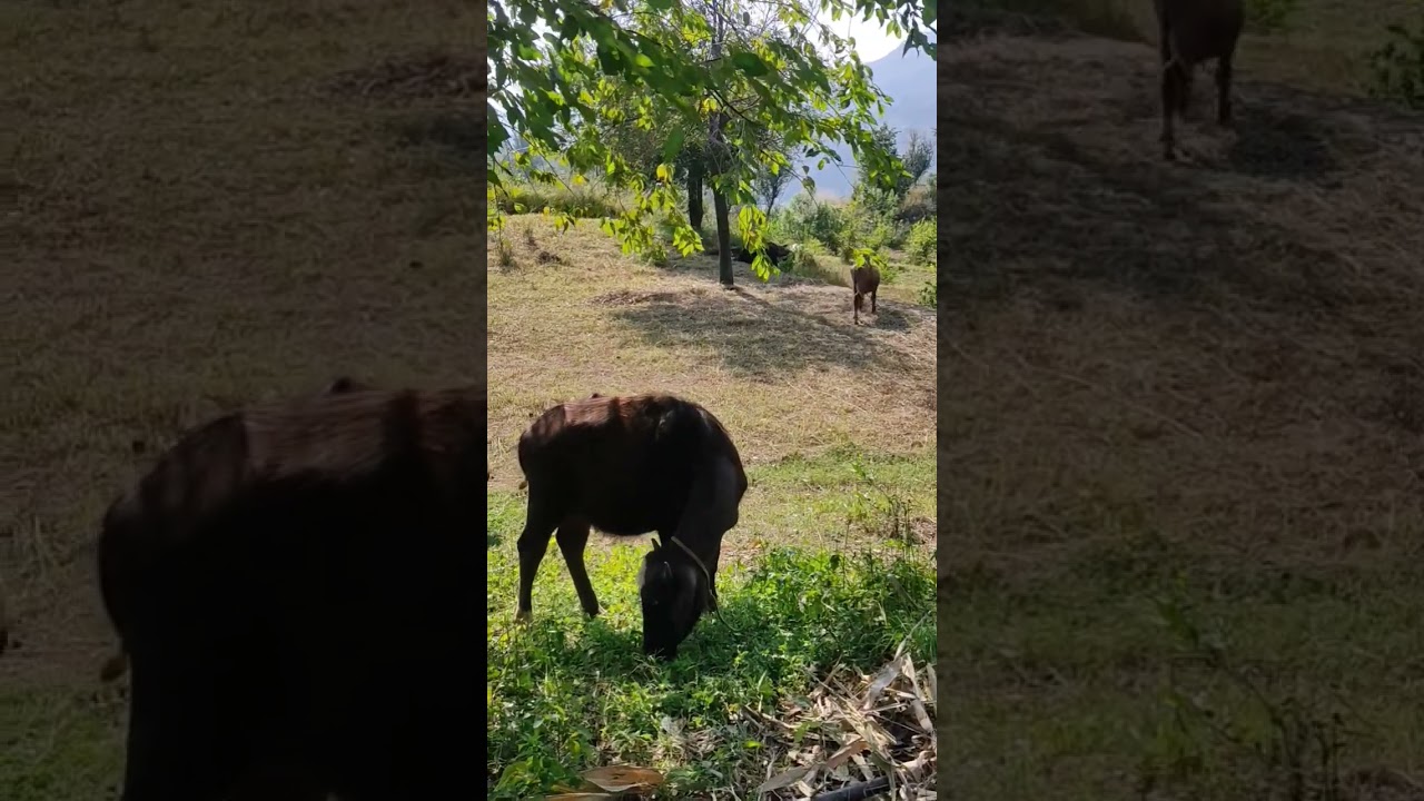 Grazing Animals 🐃| Nature scenes | greenery | Plants ☘️|