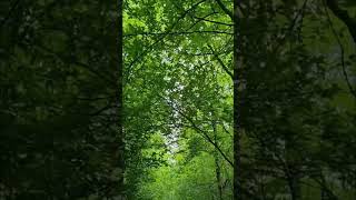 Walking Through a Tunnel of Forest Branches 🌿 #nature #natureasmr #tunnel