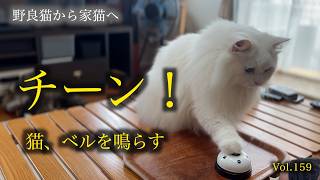 【猫がベルを鳴らす！】久しぶりのベル鳴らし、ちゃんと覚えてました。The Cat That Rings the Bell