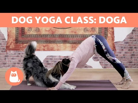 Video: Dog + Yoga = Doga