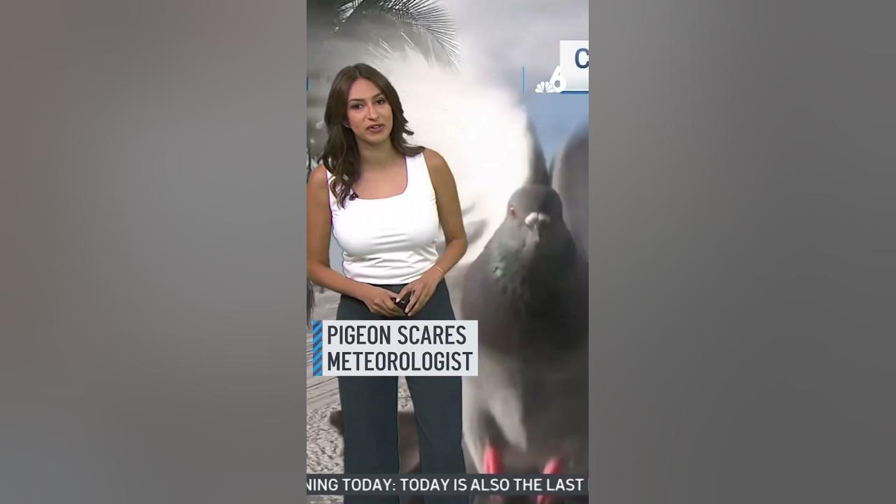 Pigeon Scares Meteorologist on Live TV 🐦😱 #Photobomb #Birds - YouTube