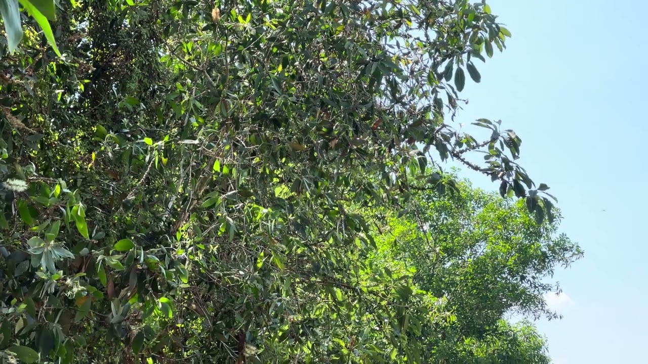 Đi Dợt Chim Hút Mật Gặp Bỗi Siêu Vip Hung