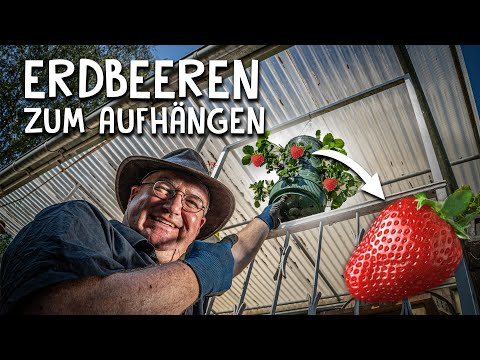 Video: Erdbeerpflege: Tipps Für Gärtner