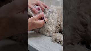 Plucking the hair from a dogs ears with tweezers demo, Shih-Tzu/Poodle