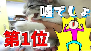 猫動画を始めて我がチャンネル人気1位再生数113万回がこの動画という複雑かつ感謝であります（笑） by cute0809 265 views 2 months ago 3 minutes, 30 seconds