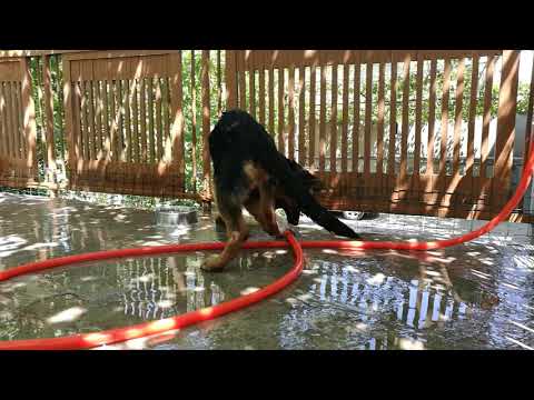 წყლის მოყვარული ლესი