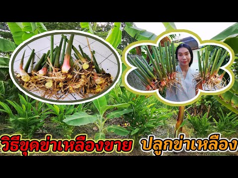 วิธีขุดข่าเหลืองขาย #ปลูกข่าเหลือง ขายข่าเหลืองกอละ 100บ. #ข่าเหลือง Ep.1