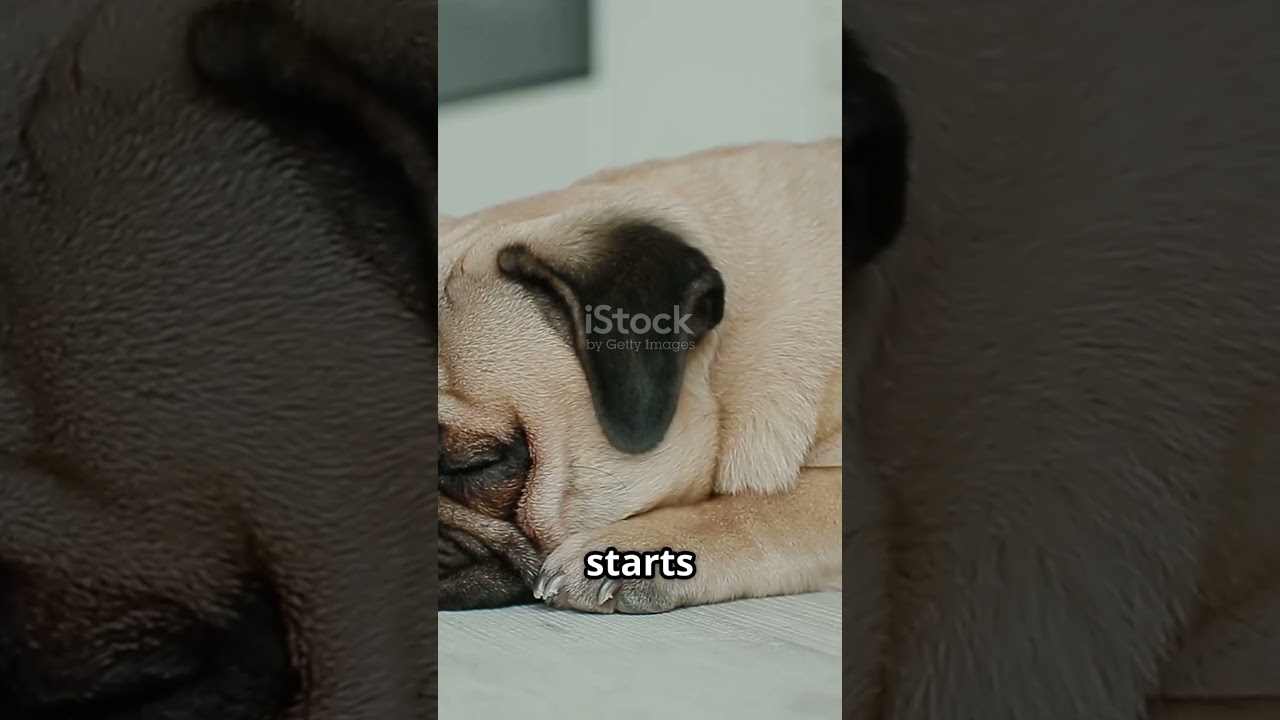 Pug Tails: The Secret Language of Pugs