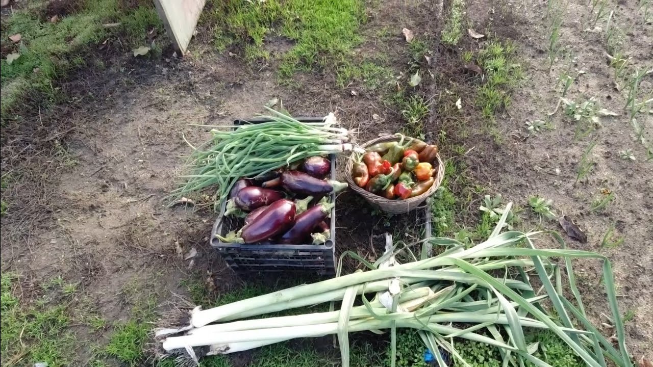 Legume din solar, după jumătatea lui decembrie în sudul țării 