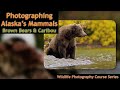 Alaska Walrus & Brown Bears Photography - Wild Photo Adventures