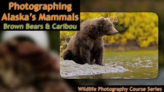 Alaska Walrus & Brown Bears Photography  Wild Photo Adventures