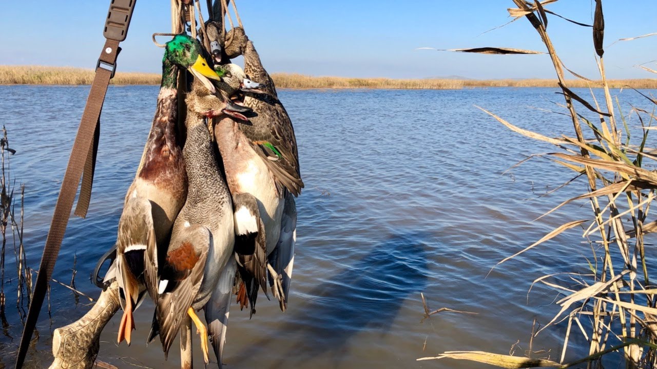 Today Was A Good One! California Duck Hunting YouTube