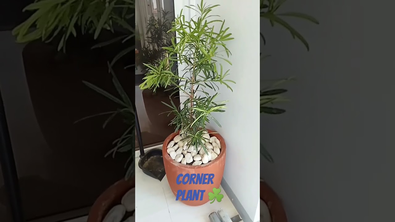 Corner Plant 