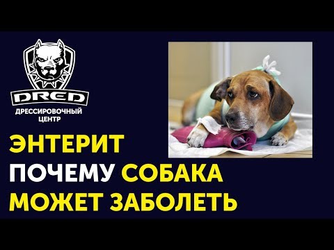 Одна из причин болезни энтеритом | На что обратить внимание при покупке собаки
